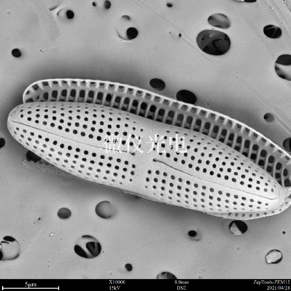 為什么掃描電鏡看到的物像是無(wú)色的？